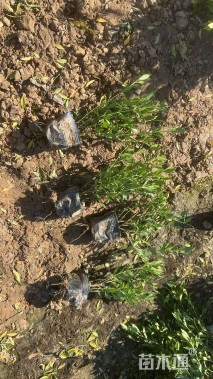 高度25厘米中叶栀子