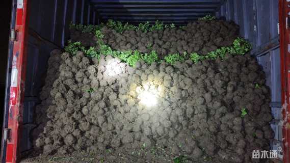 高度38厘米毛鹃