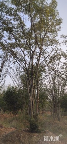 40公分丛生朴树