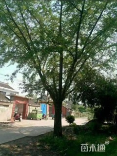 50公分嫁接银杏