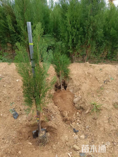 高度100厘米侧柏小苗