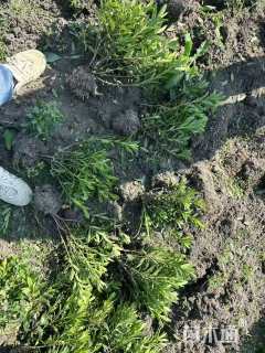 高度40厘米毛鹃小苗