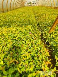 高度20厘米巴西野牡丹