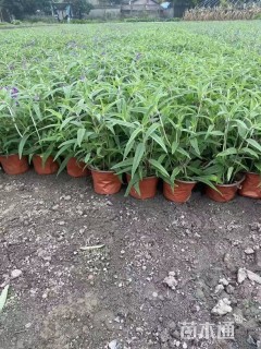 高度20厘米鼠尾草