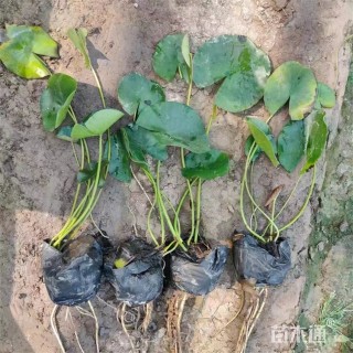 高度20厘米睡莲