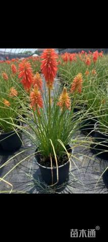 高度40厘米火炬花