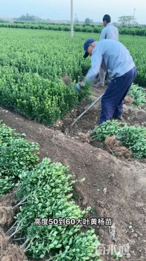 冠幅150厘米红叶石楠球