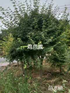10公分鸡爪槭
