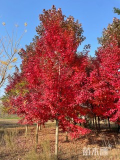 2公分美国红枫-红冠