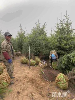 高度200厘米云杉