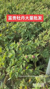 高度60厘米牡丹