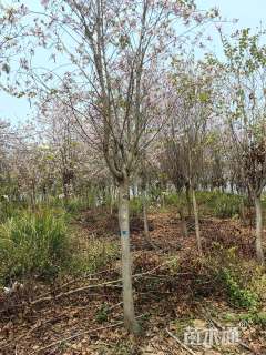 高度800厘米宫粉紫荆