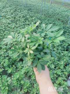 高度20厘米鸭脚木