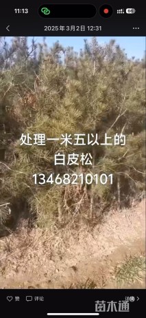 高度180厘米白皮松