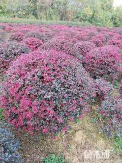 冠幅250厘米红花继木球