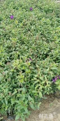 高度30厘米巴西野牡丹