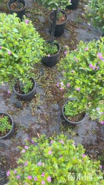 高度60厘米满天星