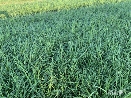 高度30厘米麦冬