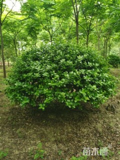 冠幅120厘米无刺枸骨球