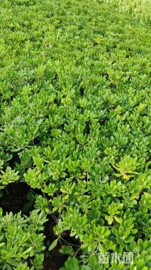 高度30厘米海桐