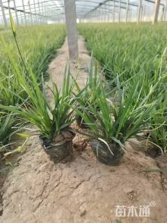 高度30厘米崂峪苔草