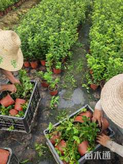 高度20厘米杜鹃