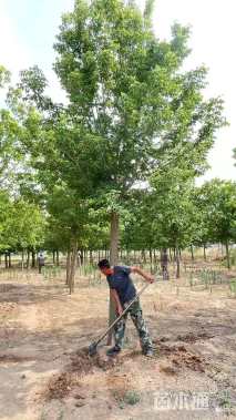 18公分金叶复叶槭