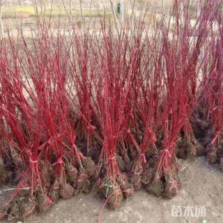 高度80厘米红瑞木小苗