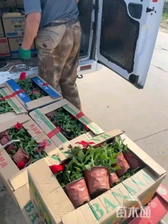 高度5厘米矮牵牛