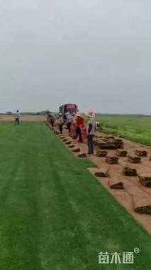 草卷状百慕大草