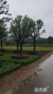 高度350厘米金桔