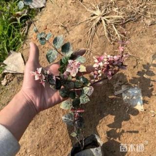 20厘米花叶络石