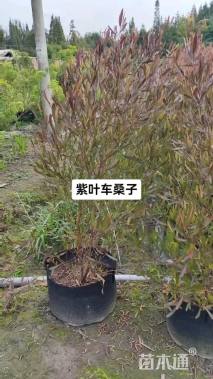 容器苗紫叶车桑子