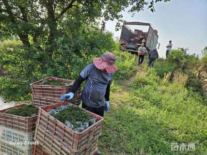 高度60厘米伊乐藻