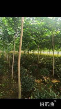 冠幅50厘米红叶石楠球