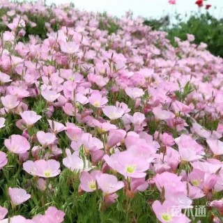 高度20厘米美丽月见草