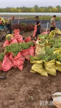 高度45厘米牡丹