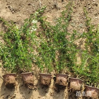 高度65厘米迎春花