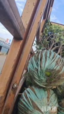 高度100厘米北海道黄杨