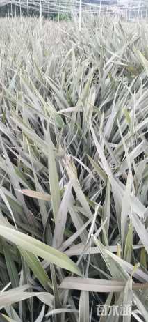 高度70厘米新西兰亚麻