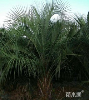 裸干高50厘米布迪椰子