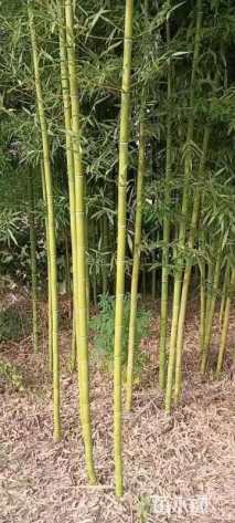 地栽苗金镶玉竹