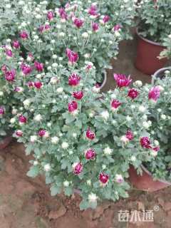 高度20厘米球菊