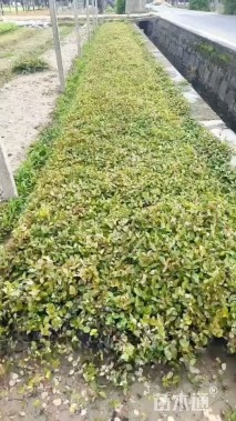 52厘米花叶络石