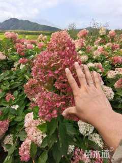 高度100厘米木绣球