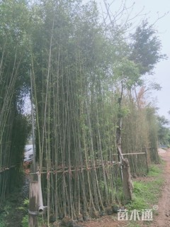 200厘米刚竹