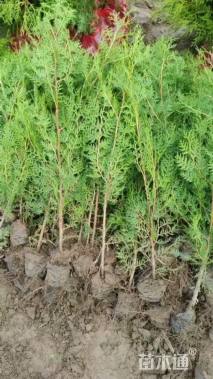 高度150厘米侧柏