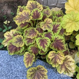 高度40厘米矾根