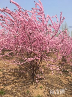 高度280厘米丛生榆叶梅