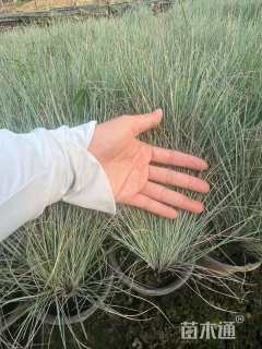 高度20厘米坡地毛冠草